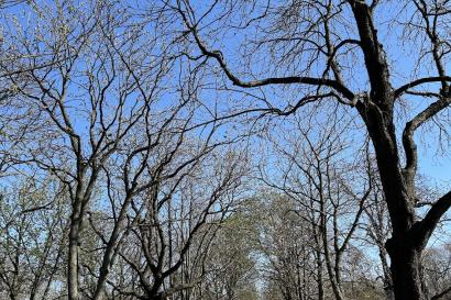 From a run through Prater Park in Vienna's 2nd district a path with trees lining either sides, the trees are beginning to bloom and turn green as spring begins to creep into the city.