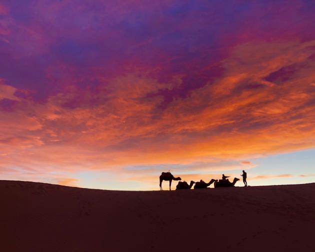 camels silhouetted against the sunset in the Sahara desert