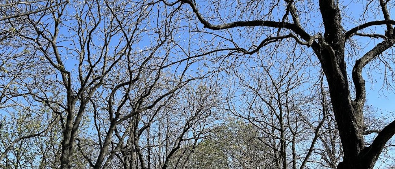 From a run through Prater Park in Vienna's 2nd district a path with trees lining either sides, the trees are beginning to bloom and turn green as spring begins to creep into the city.