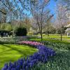 Field of tulips and lilacs at Keukenhof Gardens in Amsterdam.