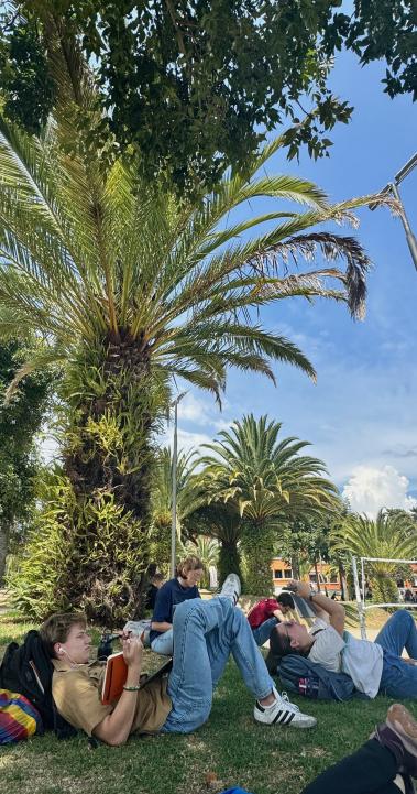 students studying beneath a palm tree on USFQ's Cumbaya campus